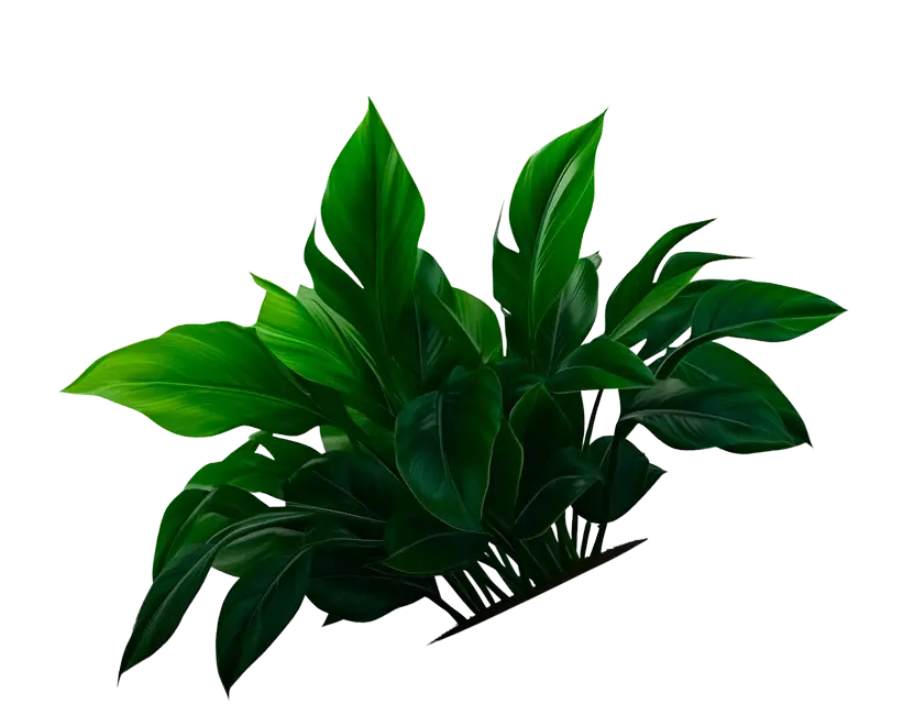 plant